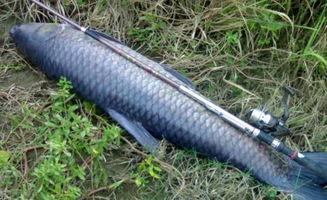 青鱼视频国产,青鱼视频引领国产短视频新潮流